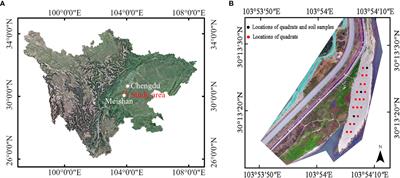 Allometric equations for estimating peak uprooting force of riparian vegetation